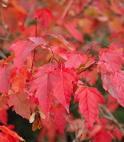 Acer tataricum ginnala